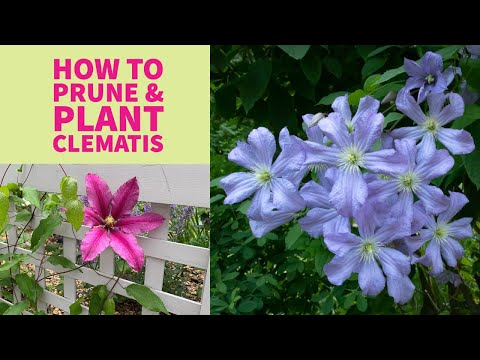Pruning, planting & caring for clematis | Great garden vines | The Impatient Gardener