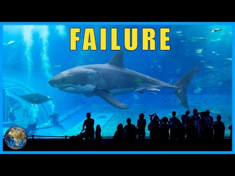 What happened to the Great Whites we put in aquariums?