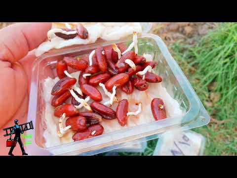 My experience in successful palm kernel cultivation