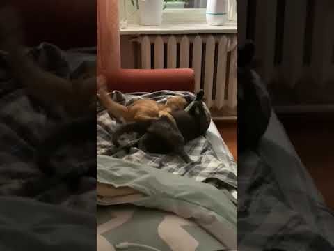 Cats fighting