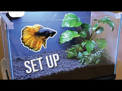 How I Set Up a Planted Betta Tank (Detailed Version)