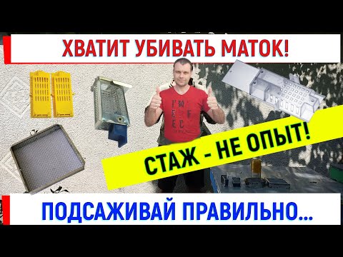Хватит убивать маток! Подсаживай правильно! Стаж - не опыт.