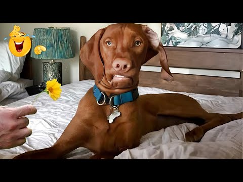 The Funniest Animal Videos Compilation 😹🐶 The Funniest Cat & Dog Moments Compilation 😁😁