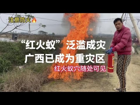 红火蚁泛滥成灾，小伙高价买汽油灌进蚁穴中，一把火把蚂蚁全烤熟