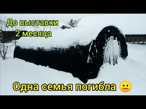 🐝WINTERING BEES IN A GREENHOUSE🐝 Exactly 2 months have passed