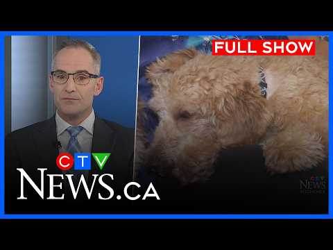 Merger criticism and special pup looking for home | CTV News Kitchener at Six for March 11, 2026