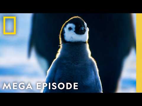 Exploring Earth's Most Extreme Climates | Hostile Planet Season 1 MEGA Episode | National Geographic