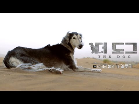 The Dog referred as a GOD, Saluki | EBS Documentary