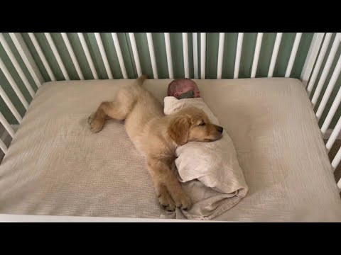 The Puppy Kept Lying On The Newborn. When The Mom Realized Why, She Called 911