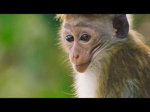 Incredible Stories of Animal Motherhood (4K Documentary)