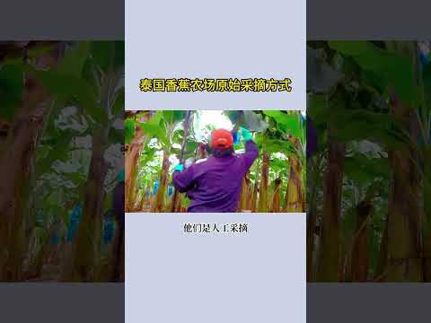 泰国香蕉农场的采摘方式，手工采摘骡子拉，方法原始效率高