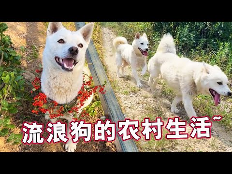流浪狗日记③丨两只狗子在农村的愉快生活,玩嗨了~丨天下一场梦