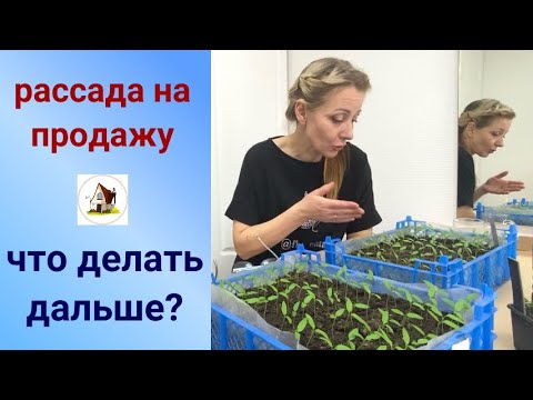 4. Рассада на продажу. Замена на резерв.