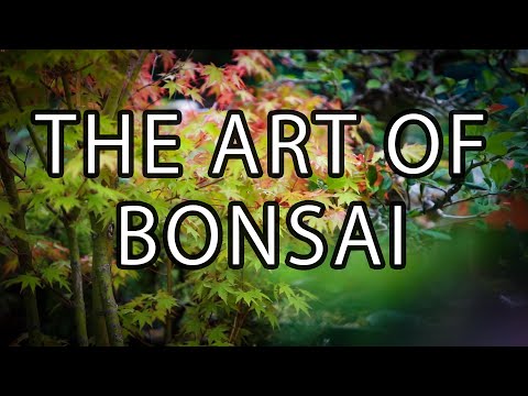 The Art of Bonsai | Documentary Short