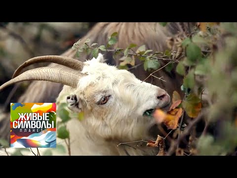 Животные Армении. Живые символы планеты