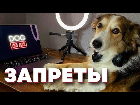 Собака не слушает «нельзя» 🎙️ разбираем реальные ошибки