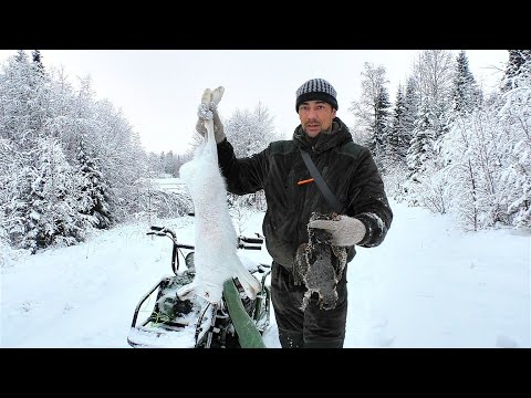 NOT FOR THE FAINT-HEARTED! A HARE CRAWLING ON ITS FOREPAWLS! HORSE AND HAZEL GROUSE HUNTING IN TH...