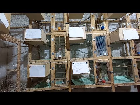 Паровка волнистых попугаев. Работа в птичнике.