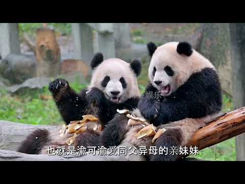 Is this the joy of raising a panda? The adorable little girl, Meizhu, has finally turned 100 days...