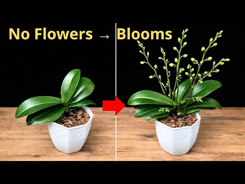 How to Make Orchids Bloom Again After Years Simple & Natural