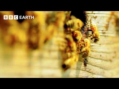 What Do Insects And Science Have To Do With Each Other? | BBC Earth Science