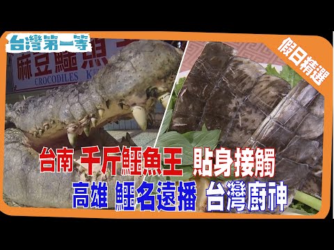 台灣第一等《千斤鱷魚濕背秀  洗澡緊張刷牙更刺激 / 超頂貼身接觸  危險之吻任務完成?! / 作鱷多端金牌廚神  自養自抓自料理 / 鱷魚里肌  口感不輸雞肉》假日精選