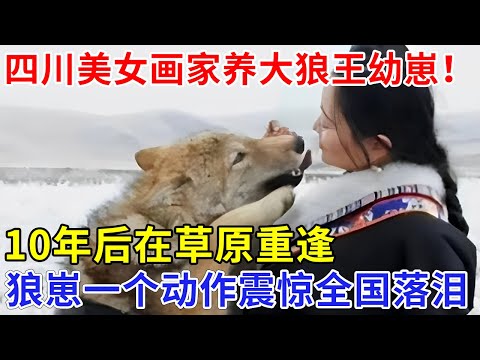 四川美女画家养大狼王幼崽！10年后在草原重逢，狼崽随后一个动作，震惊全国落泪【追忆】#李微漪