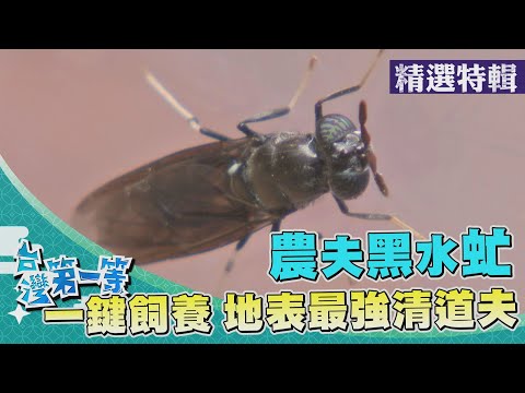 台灣第一等【地表最強清道夫 百億身價黑水虻／無藥無肥菜園 原始生態黑翅鳶定期站崗】 _精選特輯