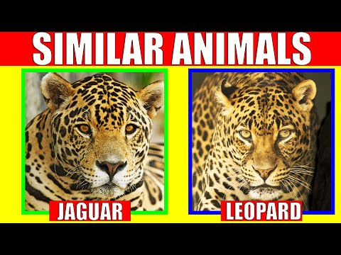 Animals That Look Alike | Similar Animals - Learn The Difference