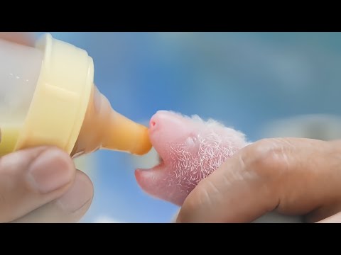 A Mother Panda Falls into a Cliff Right After Giving Birth — Her Cub Left Alone in the Deep Forest