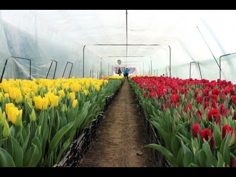 Выгонка тюльпанов к 8 марта и 14 февраля  посадка тюльпанов в теплицу Tulip Distillation2021
