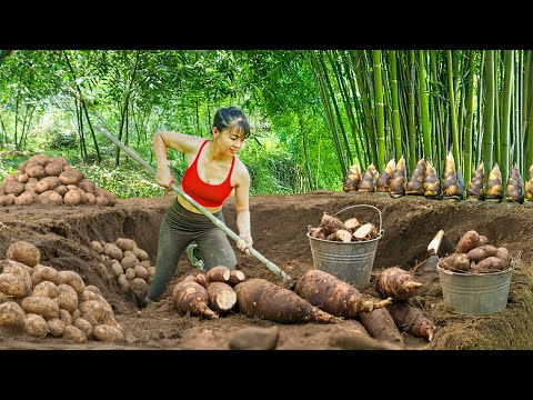 TIMELAPSE -- Harvest Digging 1000+ Unique Giant Wild Tubers, Go to Market Sell | Cooking Wild Tubers