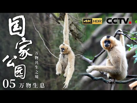 《国家公园·万物共生之境》4K 走！听海南长臂猿唱歌去！探访海南热带雨林国家公园 看海南交出的亮眼生态成绩单！EP05【CCTV纪录】