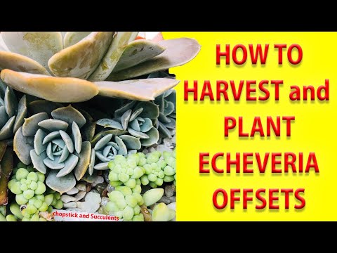 HOW TO HARVEST AND PLANT SUCCULENTS (ECHEVERIAS) and how to use  tweezers for succulents.