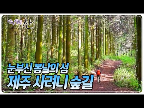 녹음과 바다가 어우러진 봄날의 제주, 제주의 원시림을 간직한 사려니 숲길로 더 깊이 들어간다 [영상앨범 산] KBS 250525 방송