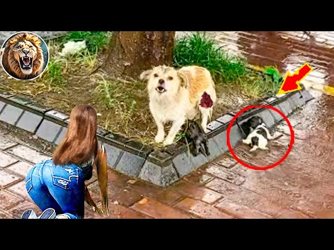 Animals That Asked People for Help & Kindness! #6 | D-Animal Grow Up