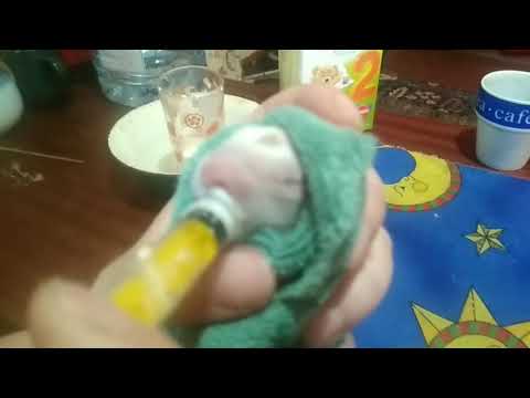 Кормление крольчат со шприца/ Чем и как кормим пятидневных крольчат.
