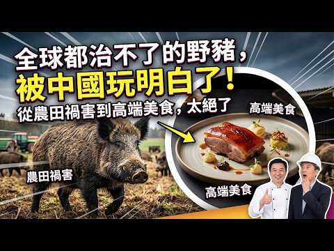 全球都治不了的野豬,被中國玩明白了!從農田禍害到高端美食,太絕了