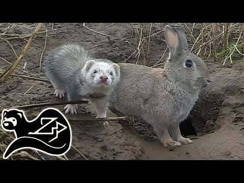 Little Bolter - Sunrise Ferreting 10 🏴󠁧󠁢󠁳󠁣󠁴󠁿