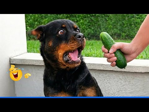 The Funniest Dog Moments Compilation 😹🐶 Best Of The Funny Animal Videos