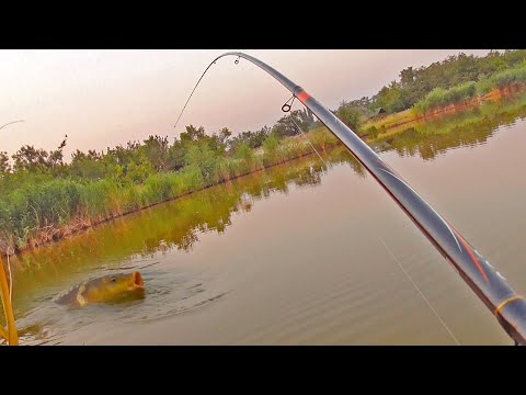 BIG FISH ARE BITING ON A FLOAT ROD! MONSTER POND! Float fishing for carp and crucian carp