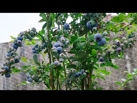 盆栽蓝莓要想高产，这三个方法不要少，10年实战经验分享，快收藏
