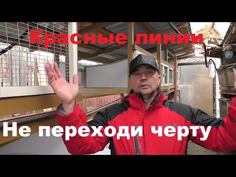 ЗАВОДЯТ КАК КРОЛИКОВ🐰 ЗА КРАСНЫЕ ЛИНИИ🤦‍♂️ Кролики содержание и разведение