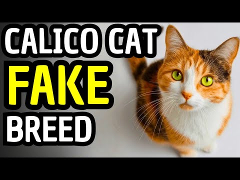 Male Calico Cats Break Every Genetic Rule | Here's Why