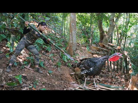 detect traces, turkey, skills, set traps to catch, survival alone