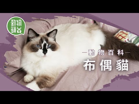 布偶貓｜貓如其名軟綿綿如玩偶 易患腹膜炎注意4大病徵#動物蘋台 #動物百科 ─果籽 香港 Apple Daily─原刊日期：20210615