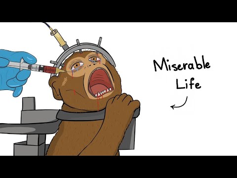 The Heartbreaking Truth About Lab Research Monkeys
