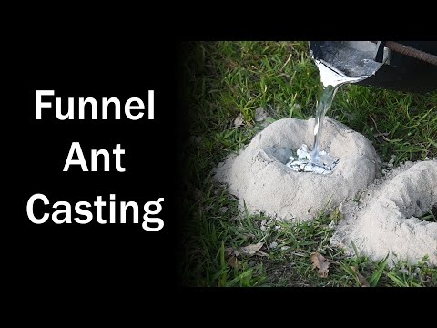 Aluminum Casting of a Funnel Ant Nest - A longiceps - Brooloo 20181027