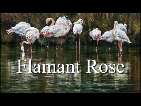 Flamant Rose (Pink Flamingos)