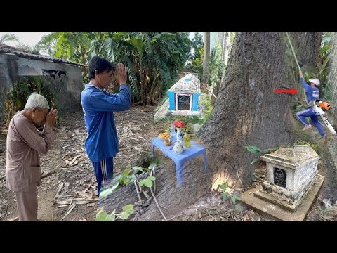 Cưa Cây Sao To Khủng Ngây Những Ngôi Mộ Lâu Năm Tâm Linh